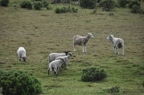 Carneiros em uma fazenda na Terra do Fogo chilena